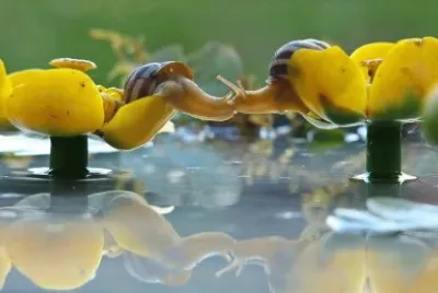 beijo-animal-8