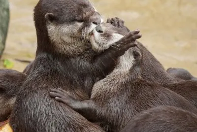beijo-animal-9