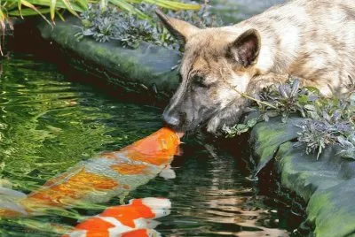 beijo-animal-10