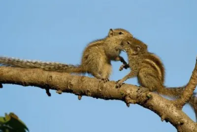 beijo-animal-12 jigsaw puzzle