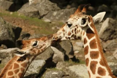 beijo-animal-14 jigsaw puzzle