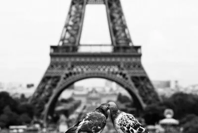 beijo-animal-15
