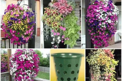 flores