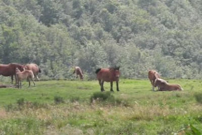chevaux