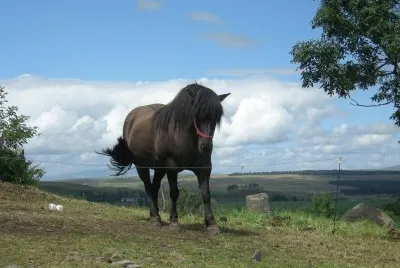 cheval