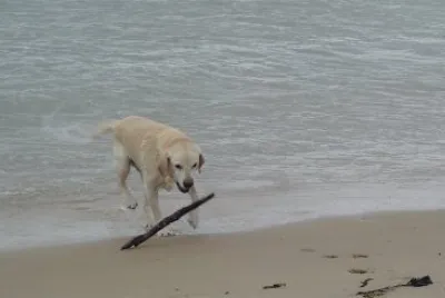 Ã  la mer