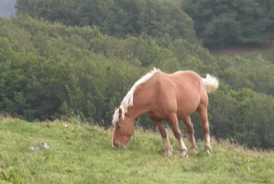 cheval