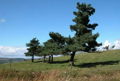 פאזל של Cantal