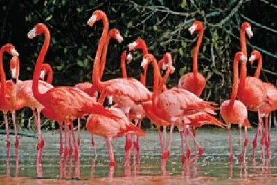 FLAMENCOS EN CELESTÃšN, YUC.