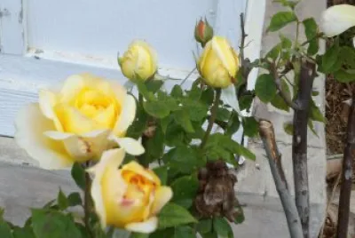 Yellow Roses