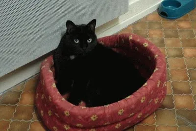 TILOU mon chat