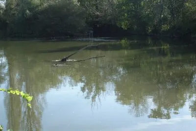 bords du Loir: un crocodile !