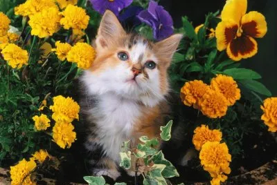 Gatico