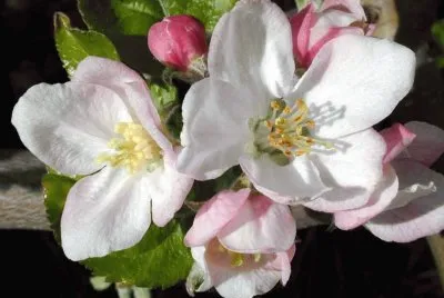 Flor de pomer