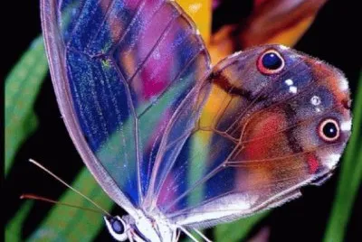 Cithaerias bandusia  Brazil
