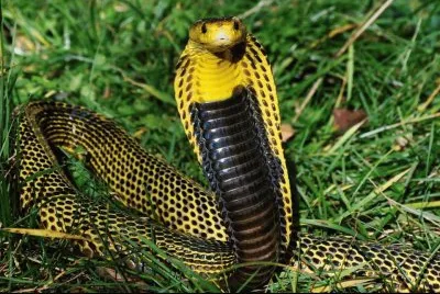Naja Amarela