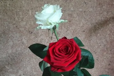roses