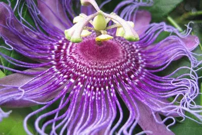 Flower Octapus