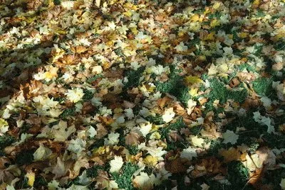 automne