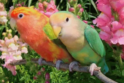פאזל של LOROS