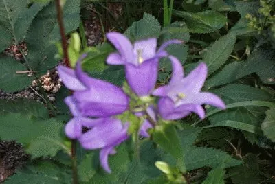 campanules