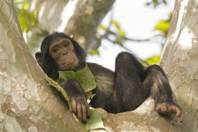 Macaco folgado jigsaw puzzle