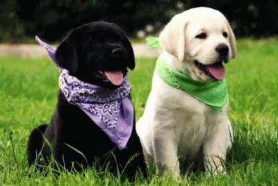 CÃ£es fofinhos jigsaw puzzle