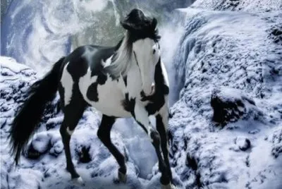 - magestoso,(oo4)