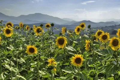 Paisatje