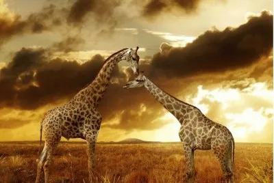 Girafas ao por do sÃ³l jigsaw puzzle