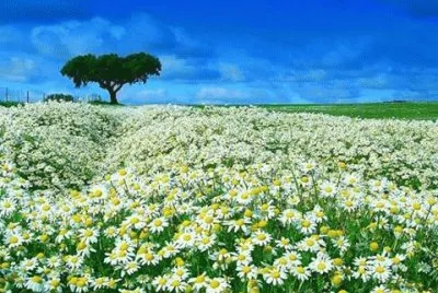 - paisagem,(oo2) jigsaw puzzle