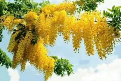 - verde amarelo!