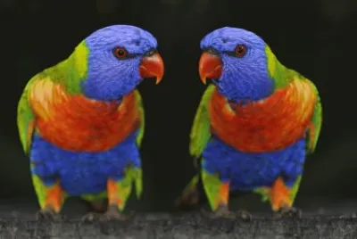פאזל של LOROS