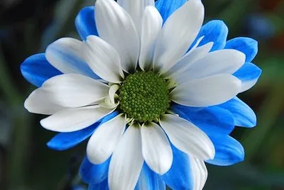 Blue Wihte Bloom