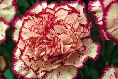 Color Flower