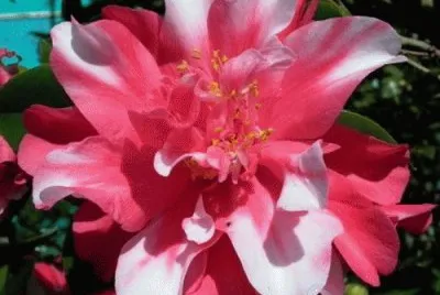 Camelia Nursery