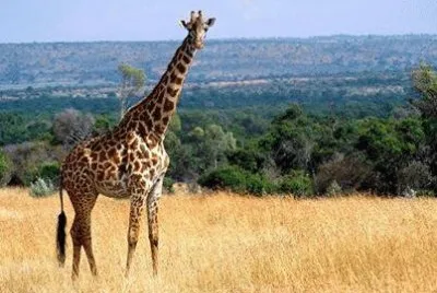 - girafa,(oo1) jigsaw puzzle