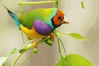 - sou colorido!