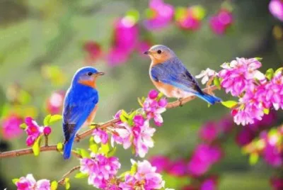 Birds in Springtime jigsaw puzzle