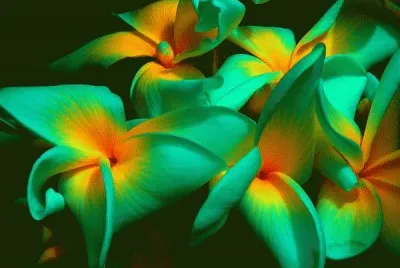 Tropical Flowers Virgin Islands jigsaw puzzle