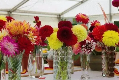 UK Flower Show jigsaw puzzle