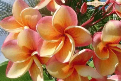 Plumeria jigsaw puzzle
