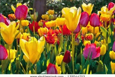 tulipes