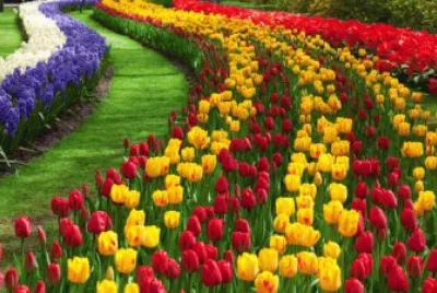 tulipes