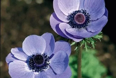 anemone