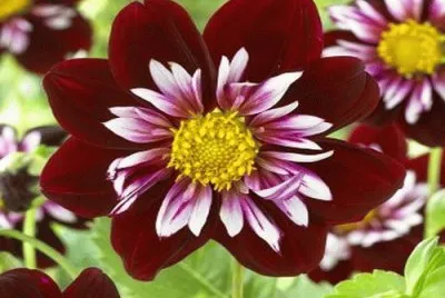 dahlia