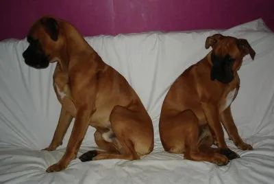 Boxers