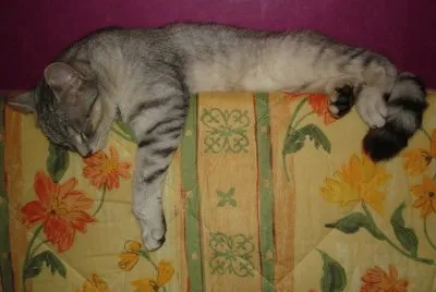 chat fatiguÃ©