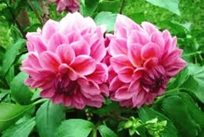 DÃ¡lias Cor de Rosa