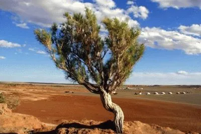 albero